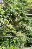 Trachycarpus fortunei RCP8-2014 203.JPG